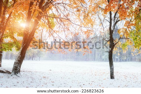 October mountain beech forest with first winter snow