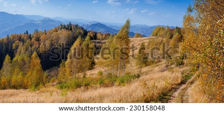 birch forest in sunny afternoon while autumn season