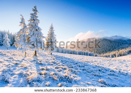 magical winter snow covered tree
