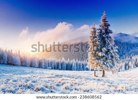 magical winter snow covered tree