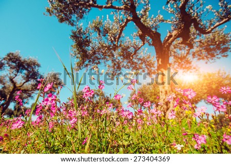 Fields of pink flowers in the sun.Natural blurred background. Soft light effect