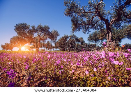 Fields of pink flowers in the sun.Natural blurred background. Soft light effect