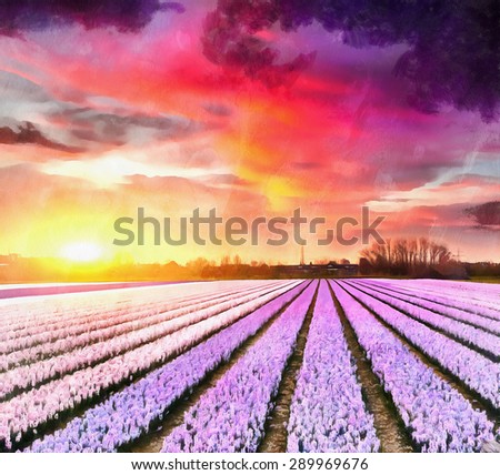 Hyacinth field at sunset. (Netherlands)