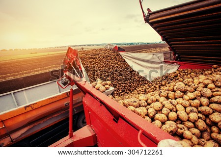 A pile of potatoes on a trailer with vintage tractor