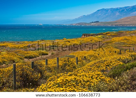 California Coast and Flowers, California USA