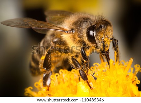 Honey Bee on Yellow Flower, Close Up Macro