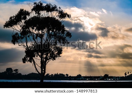 Silhouette of Tree and Sunset at Mission Bay San Diego, Southern California USA