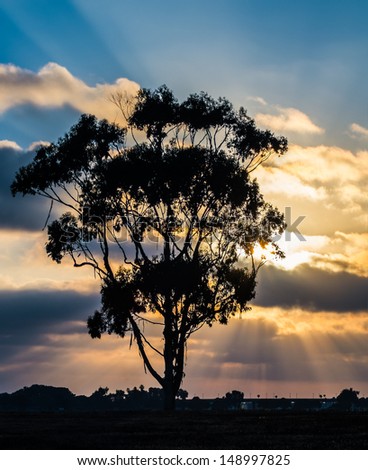 Silhouette of Tree and Sunset at Mission Bay San Diego, Southern California USA