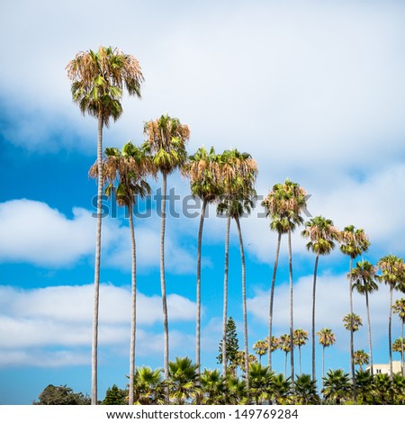 San Diego, California Palm Trees