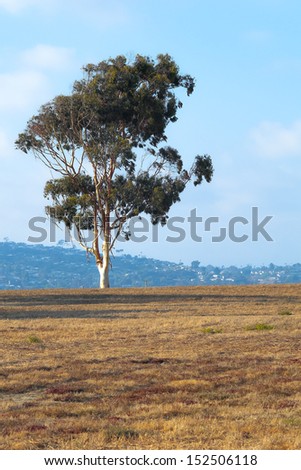 Mission Bay Tree at Fiesta Island, San Diego Southern California USA, Travel California