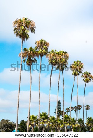 San Diego, California Palm Trees