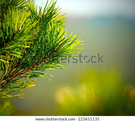 Ponderosa Pine Tree Branch and Needles, Nature Abstract