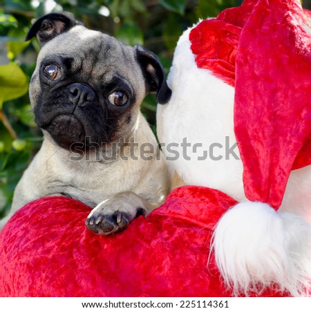 Pug Dog Puppy and Santa, Christmas Pug