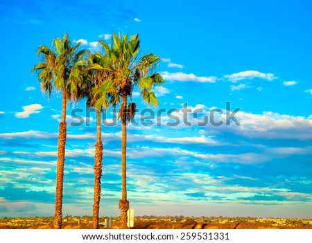 Palm Tree Sunset in San Diego California, USA.  California Tourism