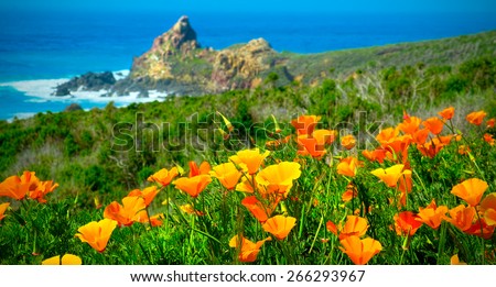 California Poppy Field on the California Coast. USA