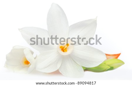 Flower on White Background Isolated, Daffodil