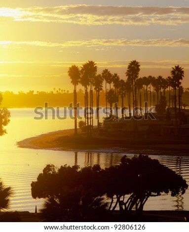 Mission Bay Palm Trees at Sunset Located in Sunny San Diego, Southern California