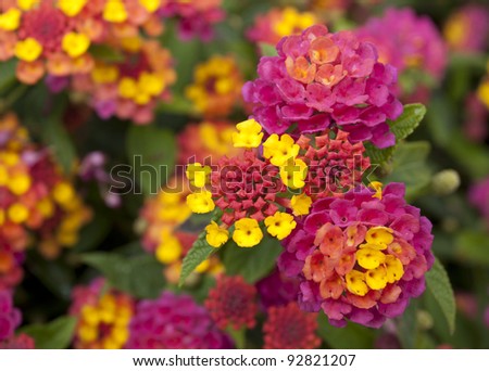 Lantana Flowers in a Nature Garden, Fresh Flowers