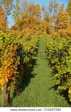Vineyard in Germany
