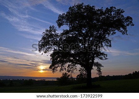Tree of life/Germany