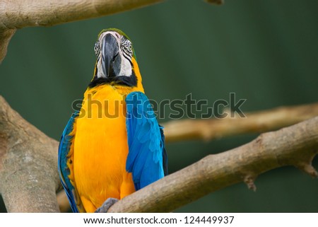 Blue, White and Yellow Macaw Perched on a Branch