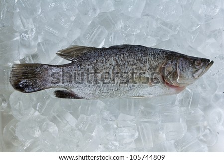 Fresh Silver perch fish (Lates calcarifer) on ice