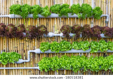 Organic hydroponic vegetables Vertical garden