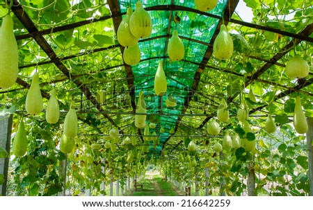 Winter melon in greenhouse cultivation in northern Thailand