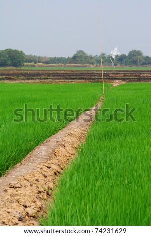 Thailand Rural Rice Field, PrachinBuri