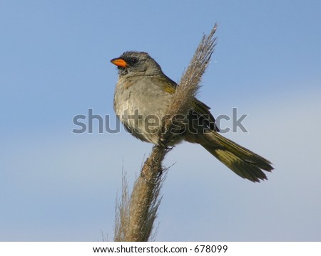 great finch