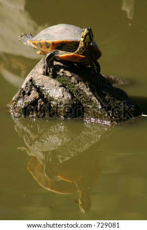 water turtle sunbathing