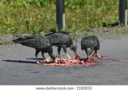 stock photo : Black Vultures