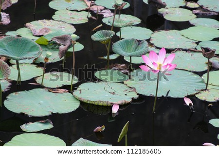 Pink lotus in lake (Lotus is logo of buddhism in asia)