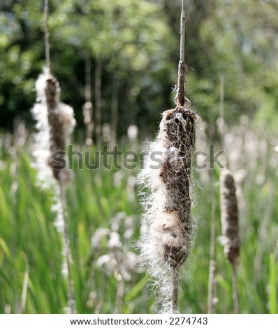 Common Cat Tail (Typha latifolia).luster of cat tails. In early fall, the brown flower head pops open, letting its fluffy seeds emerge.