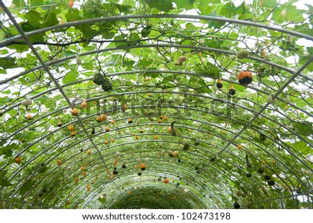 Squash plant (variety Harrier)pumpkins
