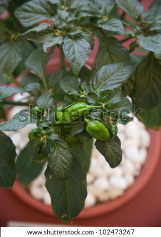 devil Chili/Chili plants/hot pepper/the most spicy pepper  in the world