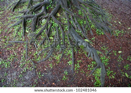 Natural roots and natural tree