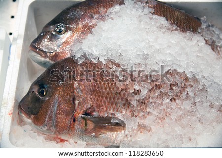 Fresh frozen fish processing and conditioning