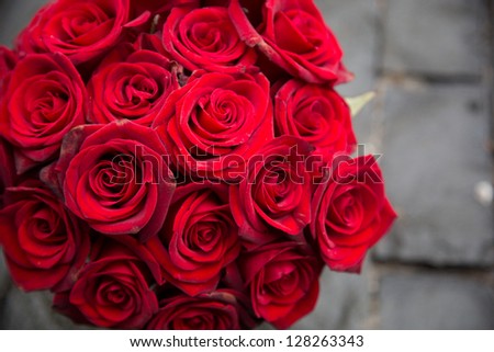 Red Rose/Red Roses