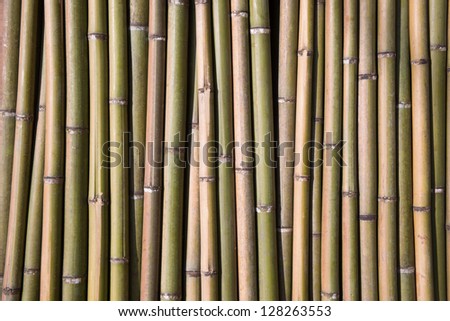 bamboo background/spring bamboo background