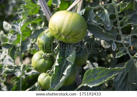 green tomato field