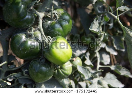 green tomato field
