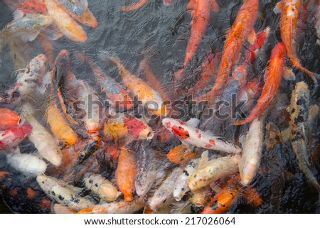 gold fish pond of japanese house garden