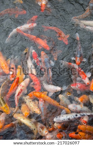 gold fish pond of japanese house garden
