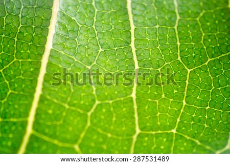 leaf details/leaf texture