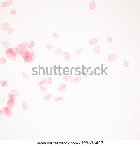 Cherry blossom petals on background for spring texture
