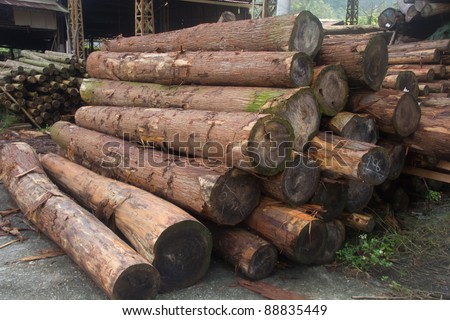 forestry industry tree felling and timber logging