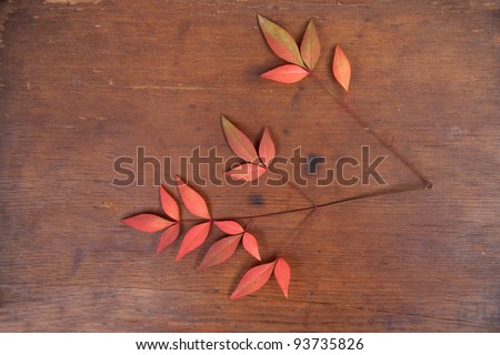 Pinnate red fall Leaf isolated