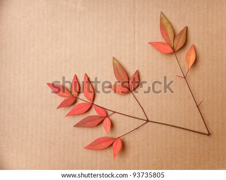 Pinnate red fall Leaf isolated