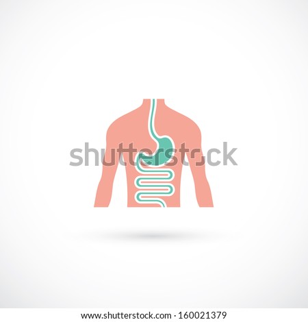 Human digestive system vector illustration Human digestive system vector illustration